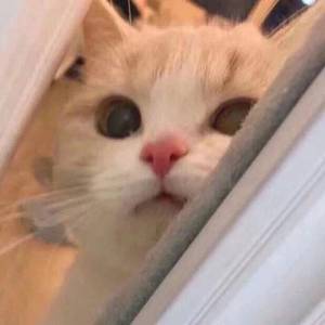 婷婷中文字幕在线观看
